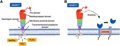 Involvement of shedding induced by ADAM17 on the nitric oxide pathway in hypertension